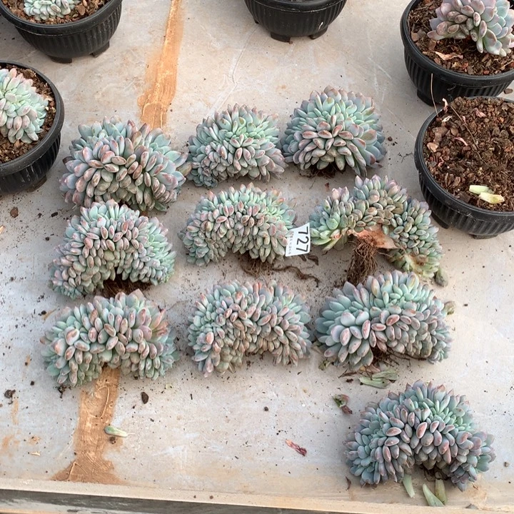 S***L727橙子缀多肉植物组合