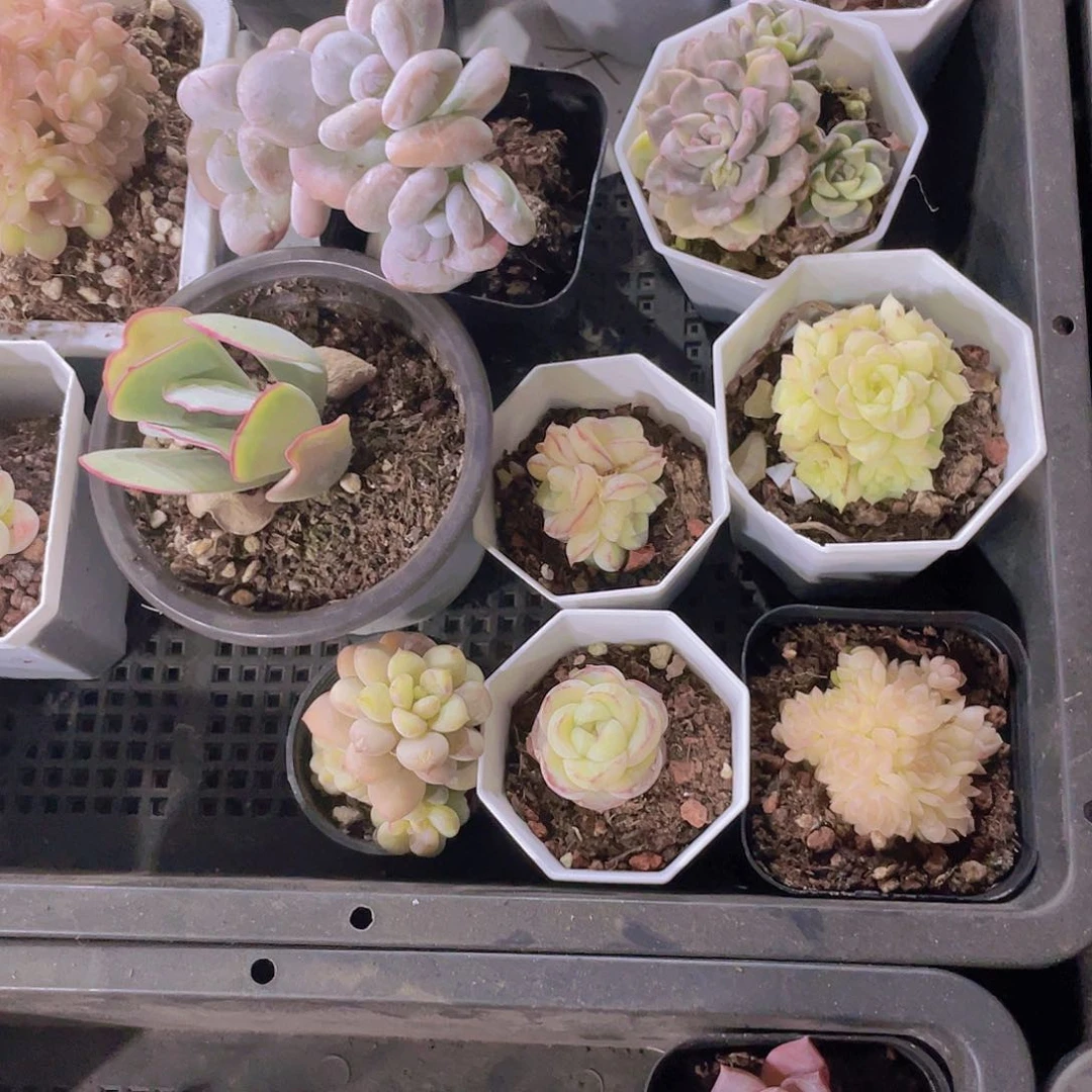 李**.李木锦姐姐一物一拍