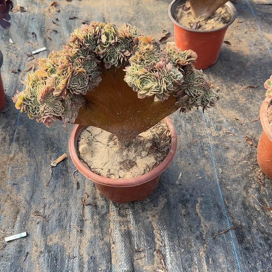 用***2无花朵女巫朱古力唾沫one