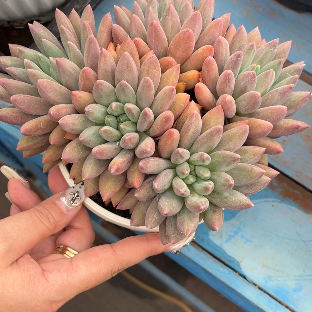 红蜻蜓脱土发货。。。