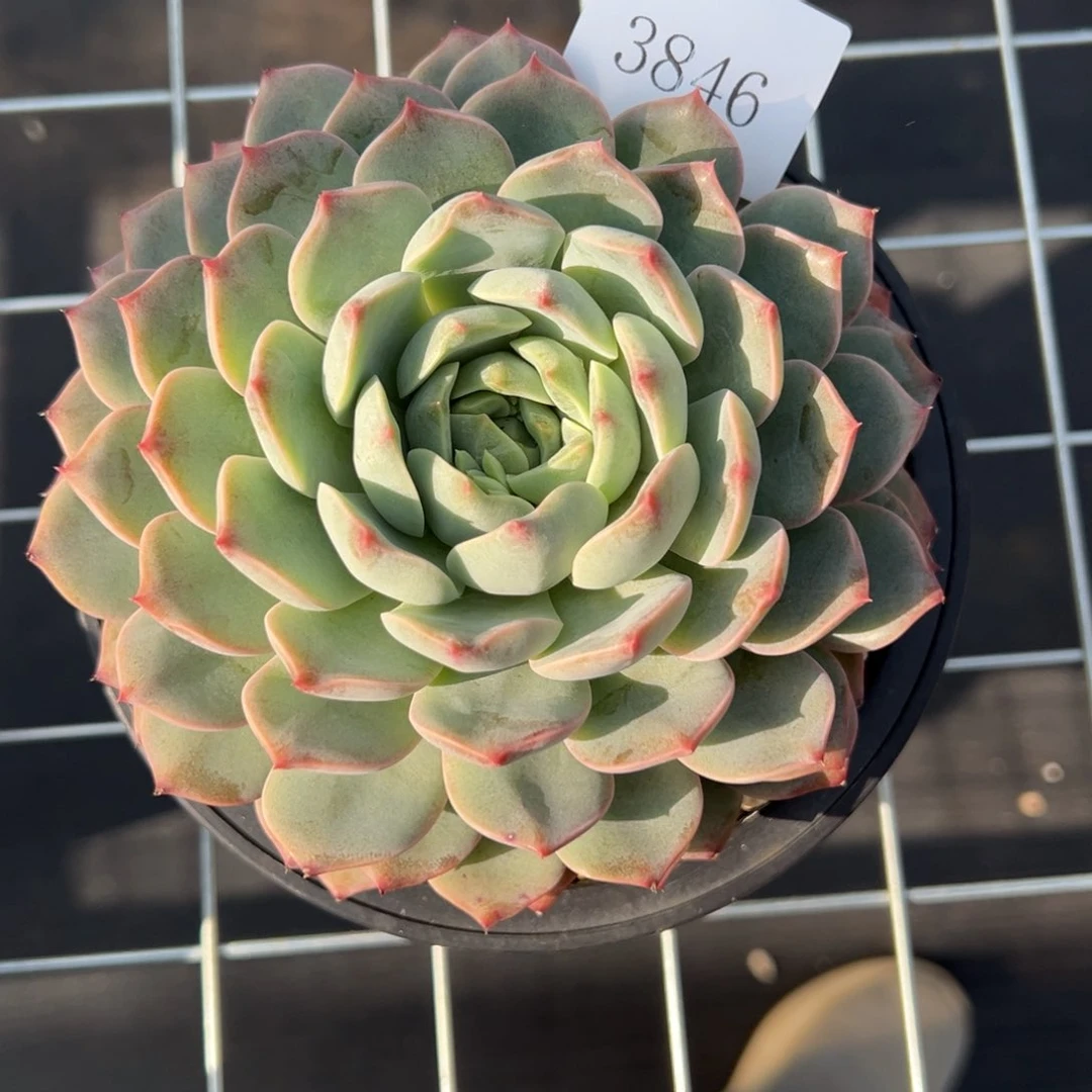 J***简3846多肉多的的多多