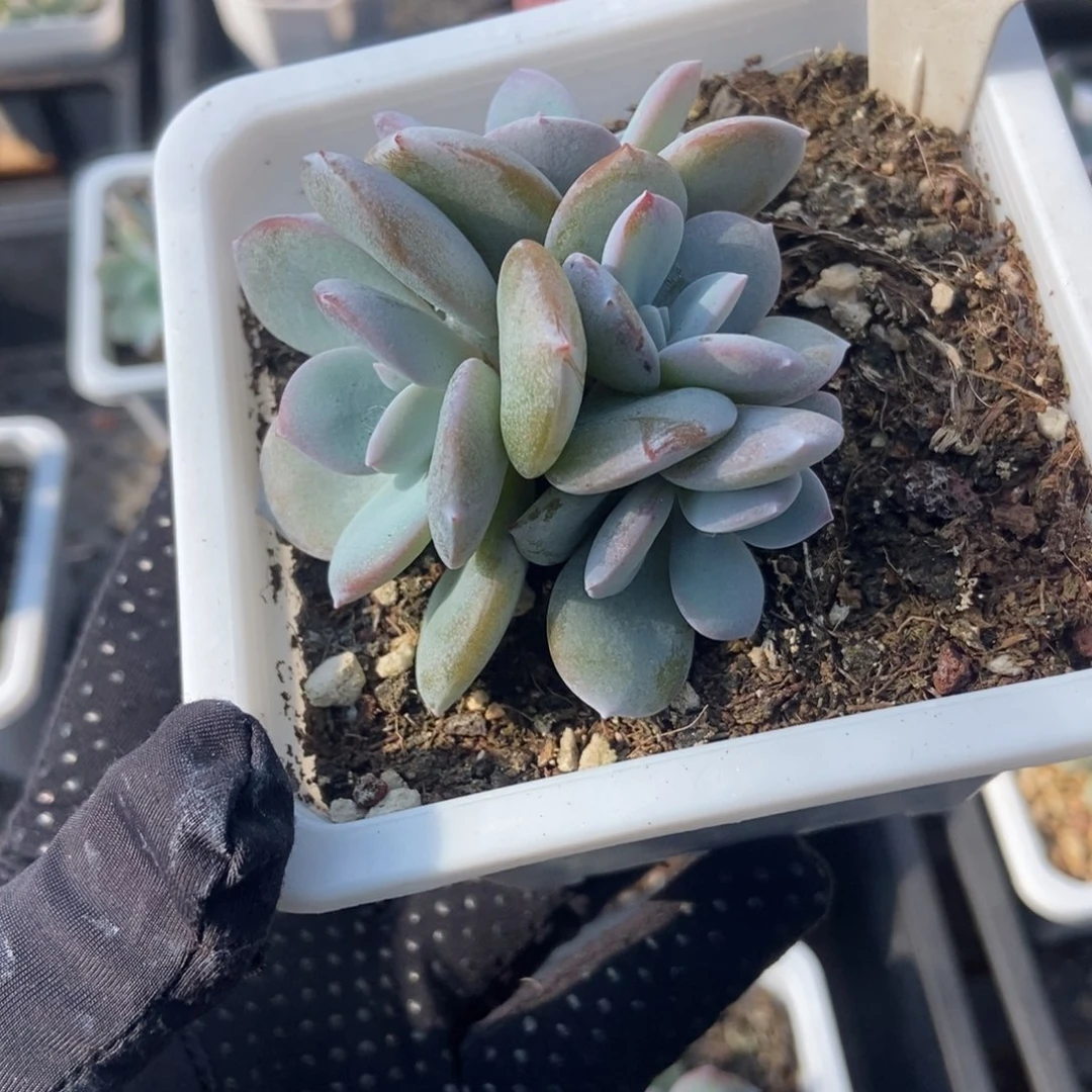 6012奶茶多肉植物保护