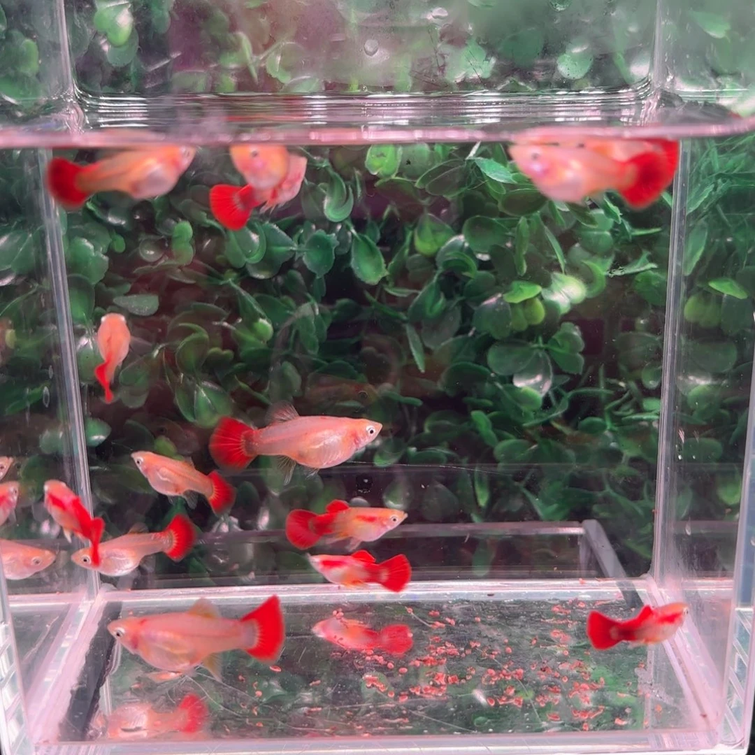 孔雀鱼黄爆球12送2母