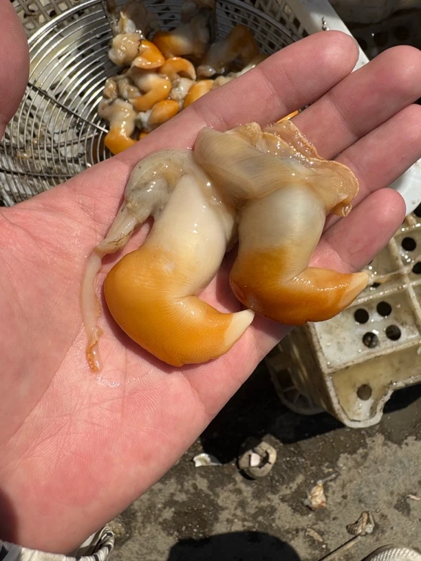 大连本地鸟贝肉，偶尔会吐水，顺丰包邮