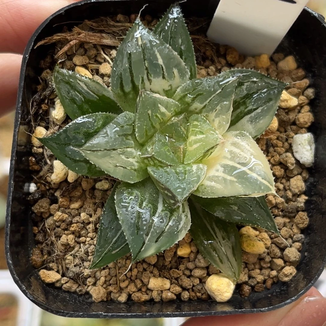 105实生寿锦福利专场