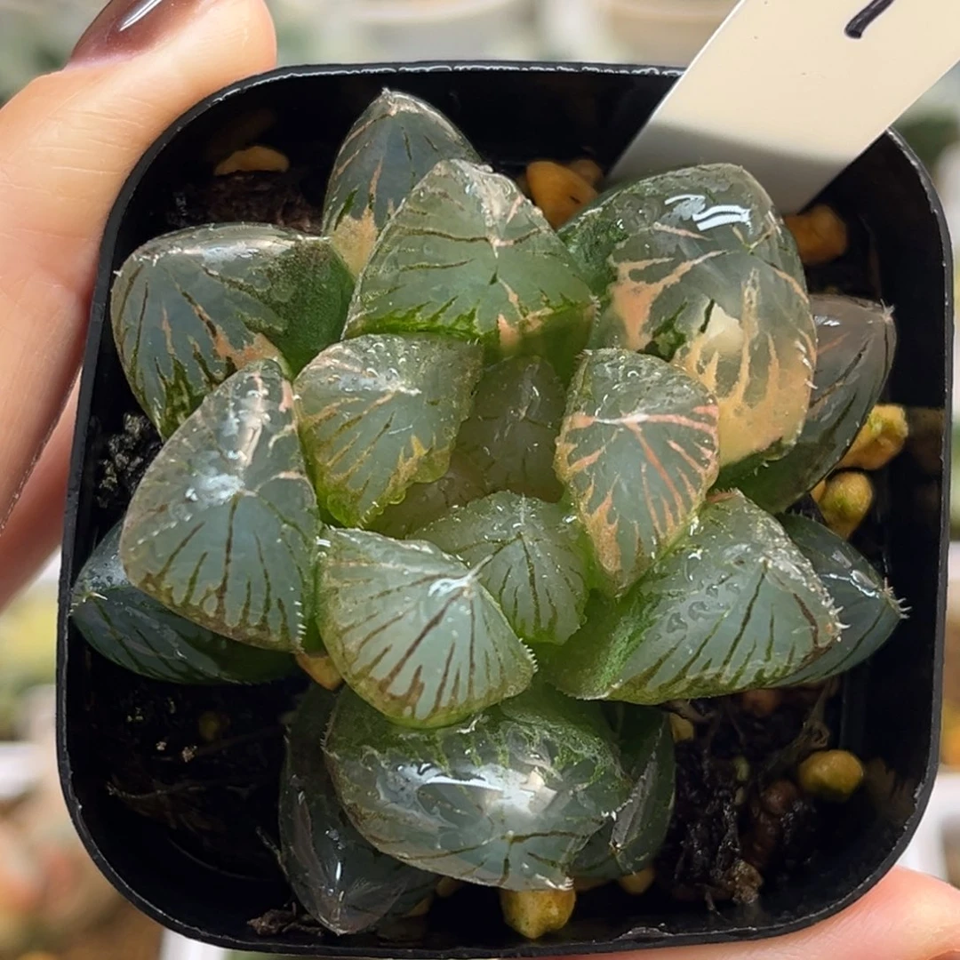 1大窗实生玉露锦福利专场