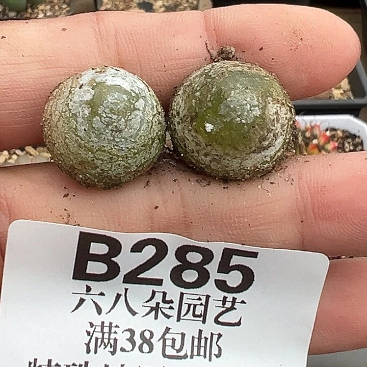 无花朵285号灯泡2个