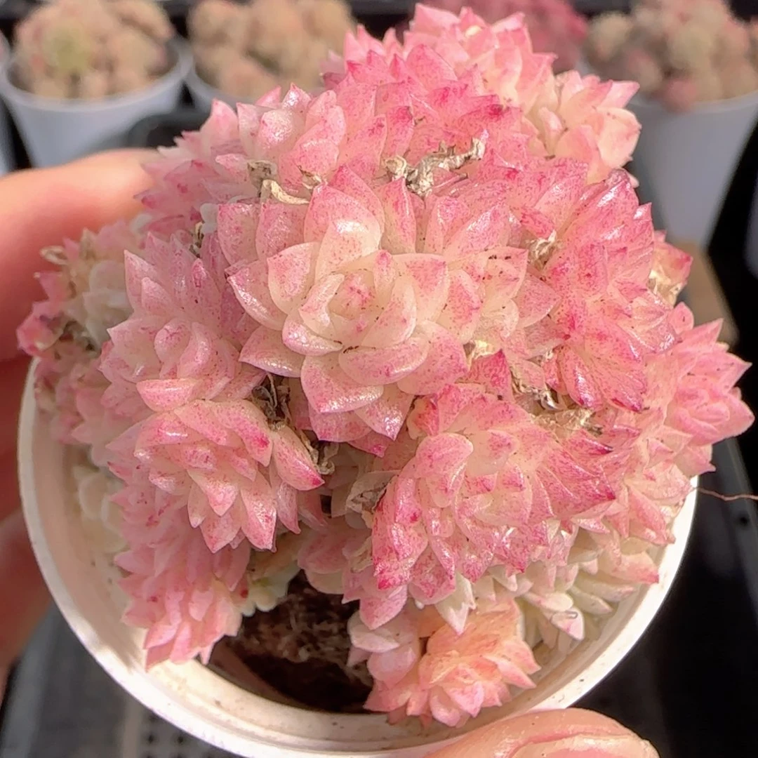 多肉0101-195优选麦秆群