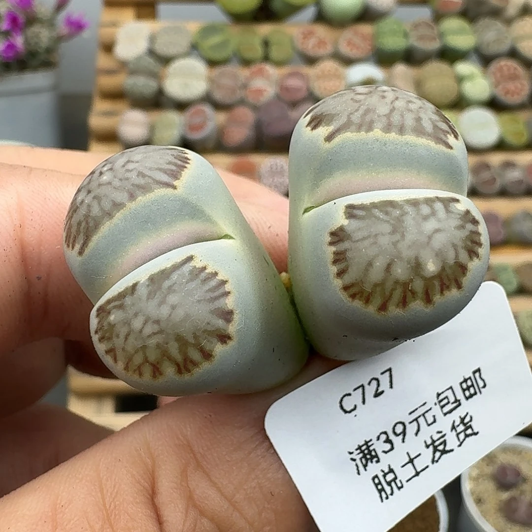 727多肉哈哈哈哈哈哈哈哈
