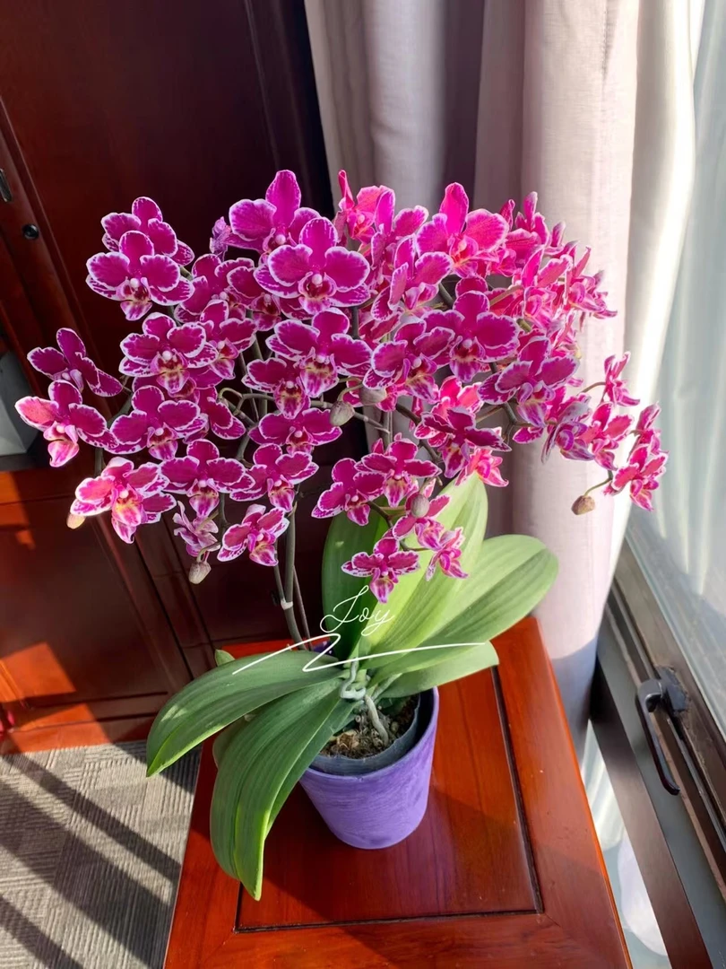 【倾国倾城3花剑】蝴蝶兰开花巨好看变异蝴蝶兰