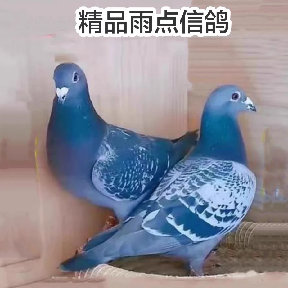 超速信鸽成绩鸽血统鸽鸽王足环用品