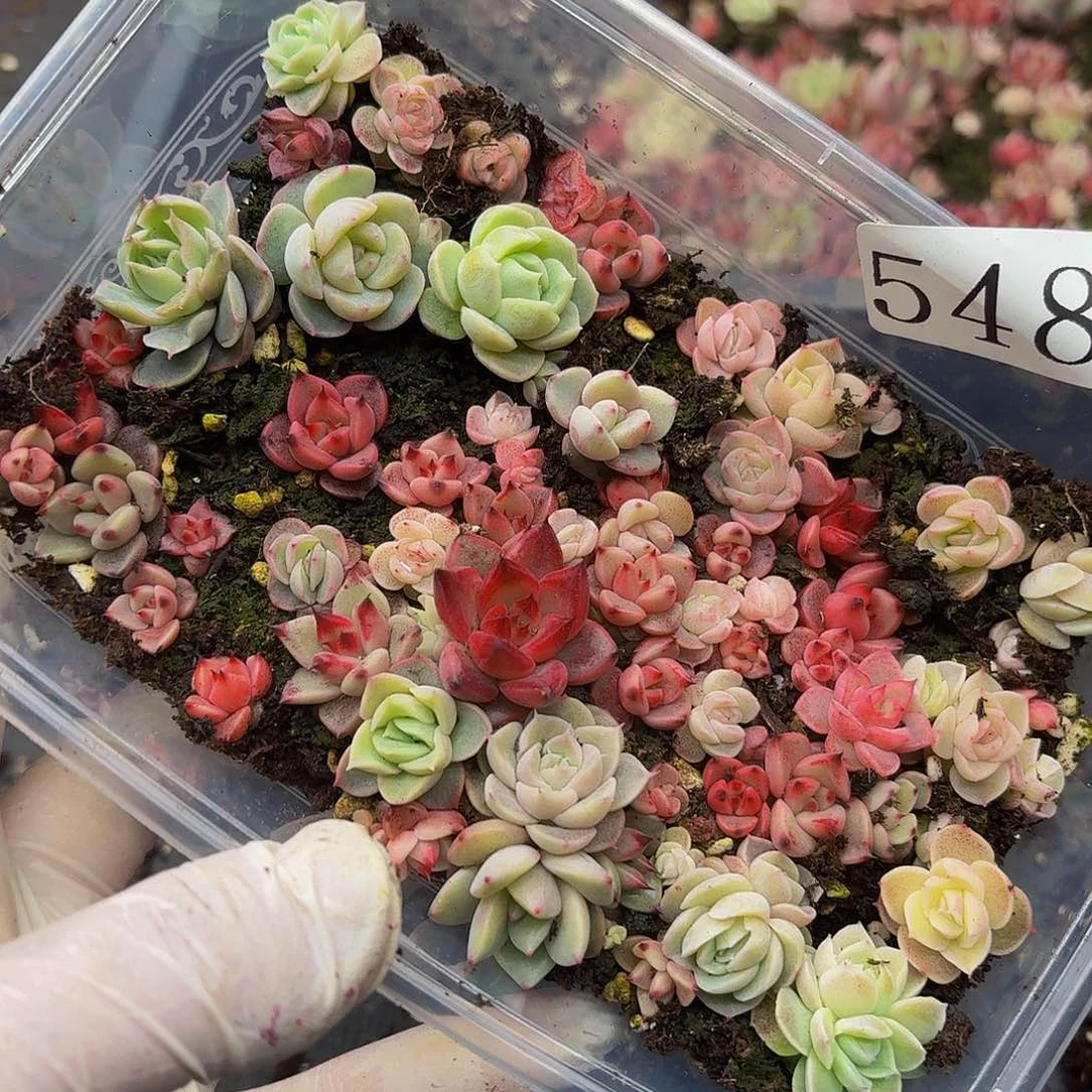 多肉植物多肉植物548