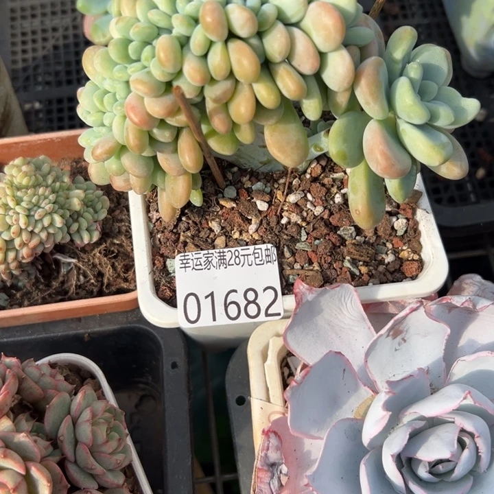 幸运儿是一位非常优秀且