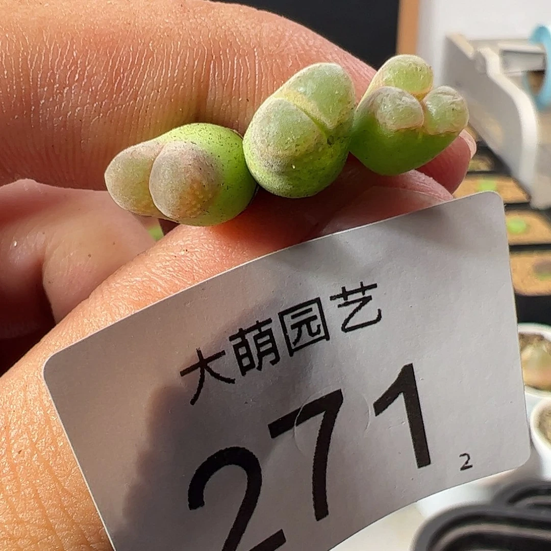 一物一拍。    271