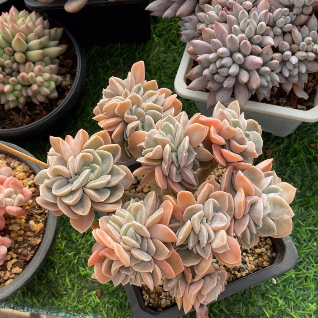 哈里沃森冠幅18 公分一物一拍