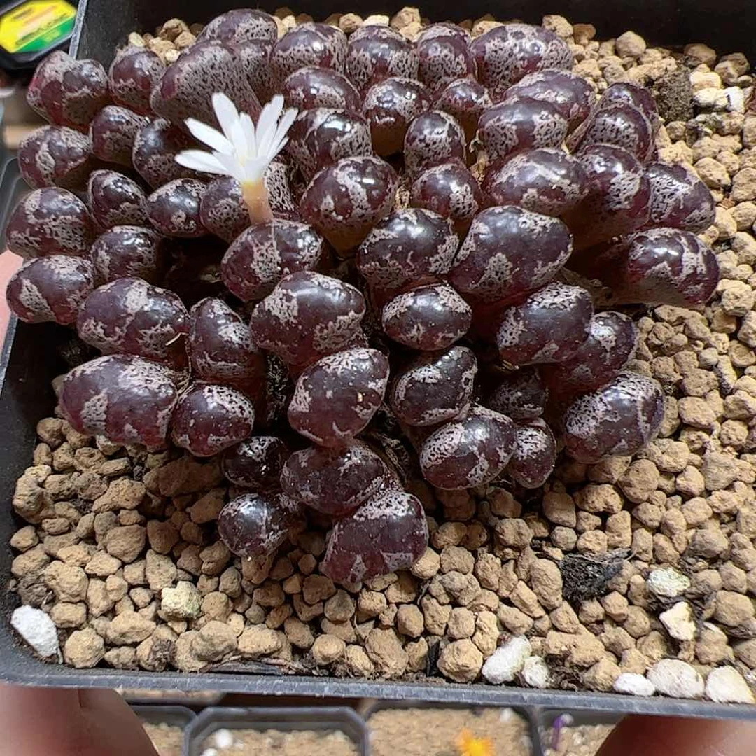 【闪购商品】205 蝴蝶