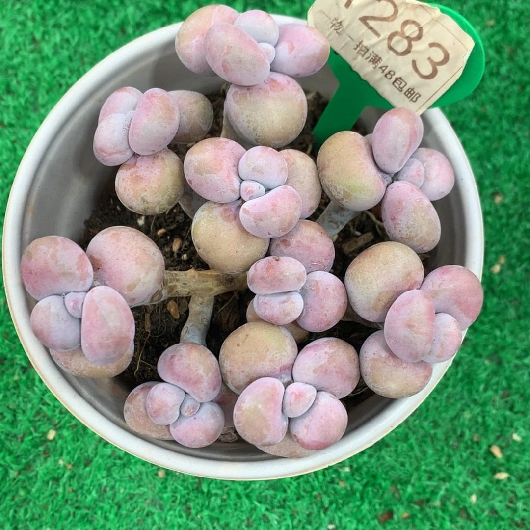 平头腰子蛋老桩开播福利