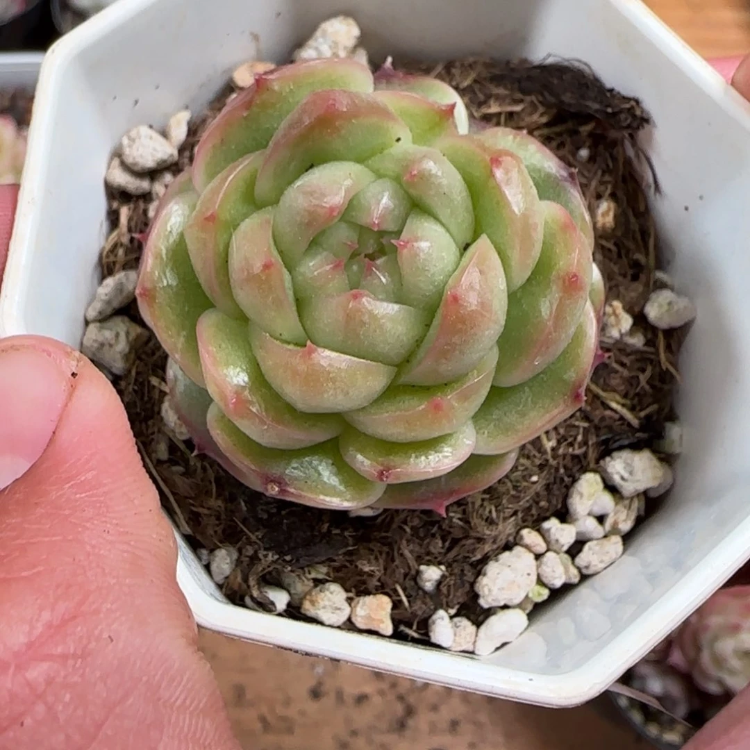 一物一拍麦秆糖心06168