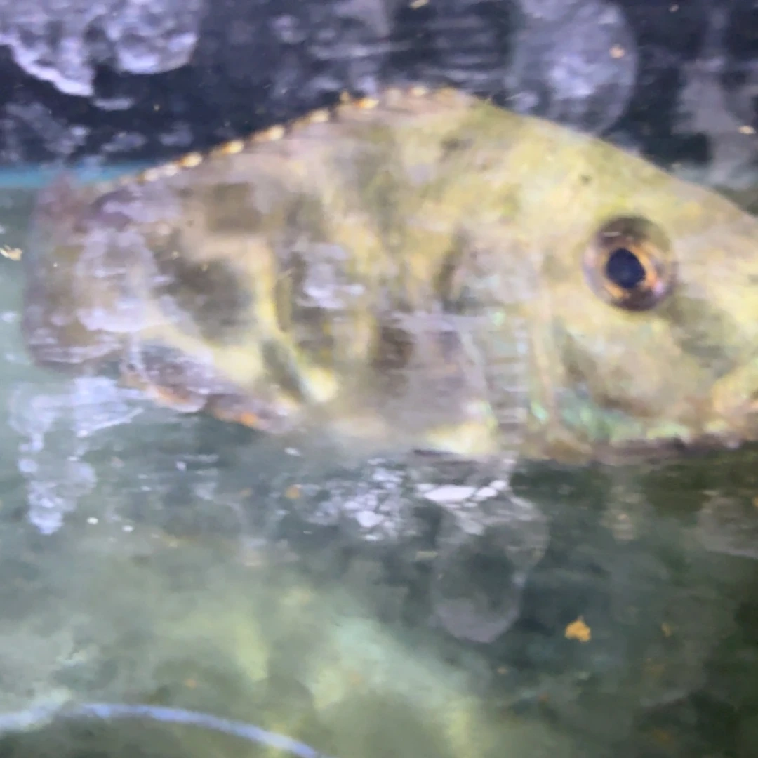 曾***归慈鲷鱼59号花鲷坦克