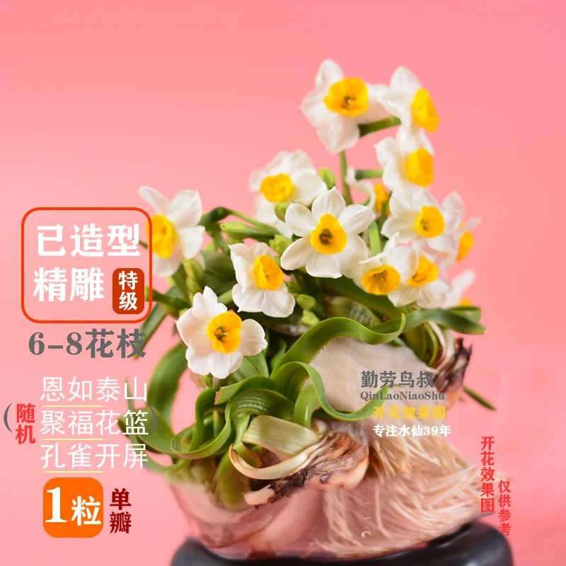 [已养护精雕/普雕]漳州正宗雕刻水仙花冬季水培绿植重瓣造型花卉