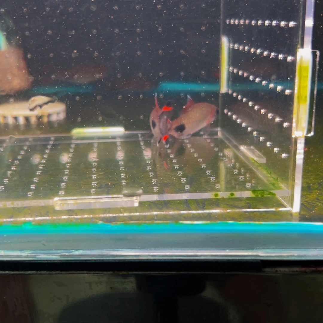 海水黑影鱼鱼鱼鱼鱼鱼鱼鱼13