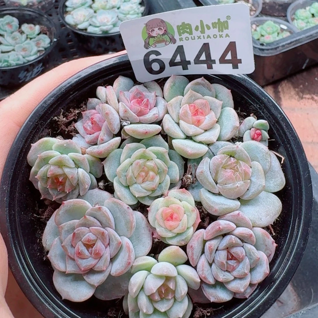 多肉植物多肉植物