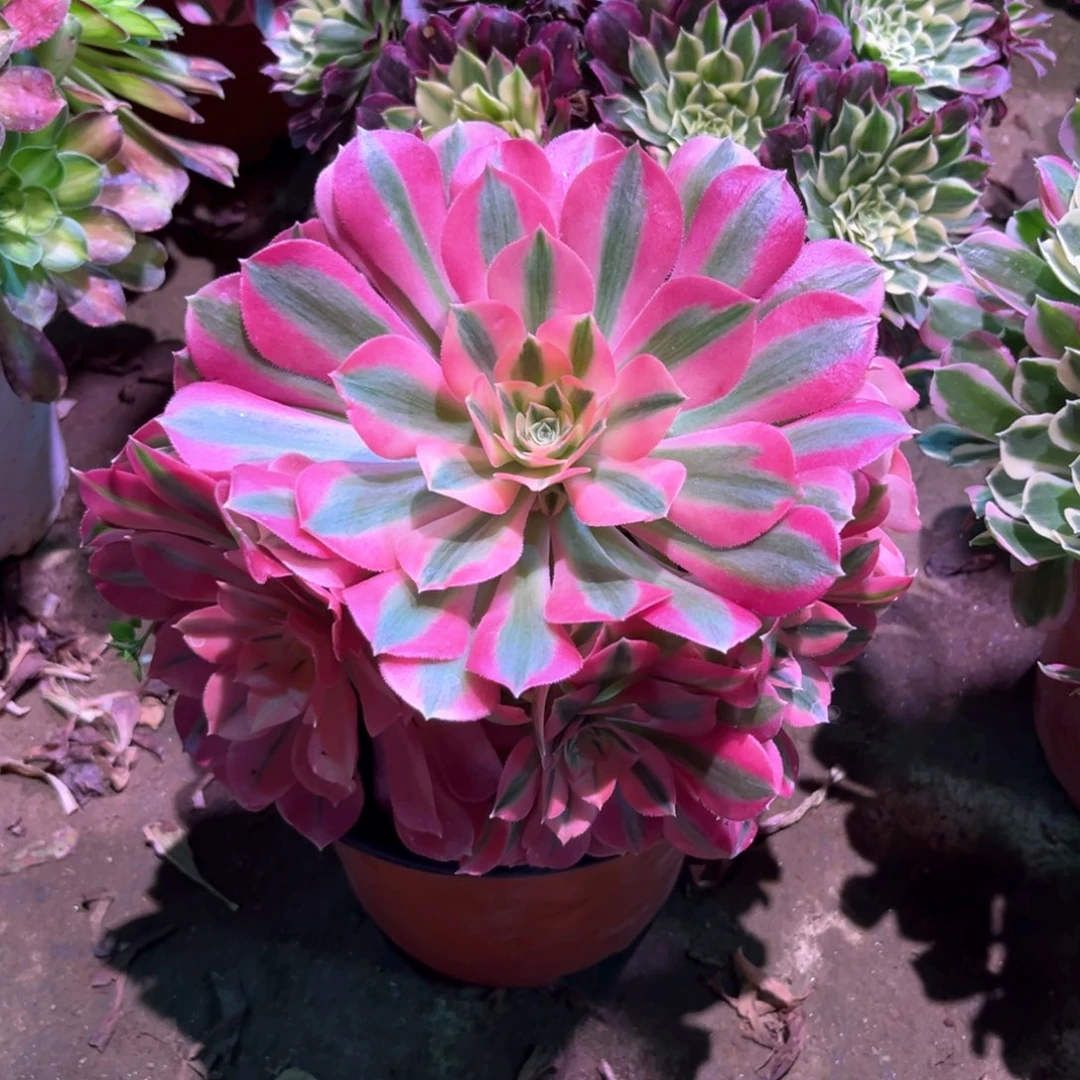 多肉植物女巫930