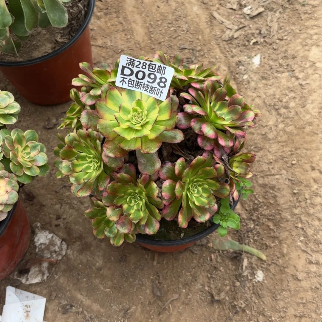 M. 098舞天姬多肉。bafen