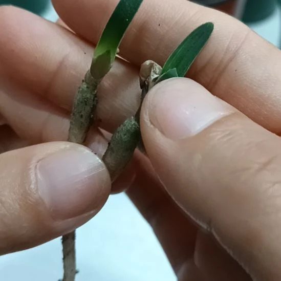 阿***德无花朵特色花卉君子兰小苗君