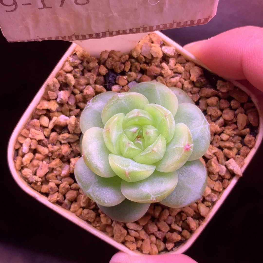 遥遥领先母本珍妮58包邮