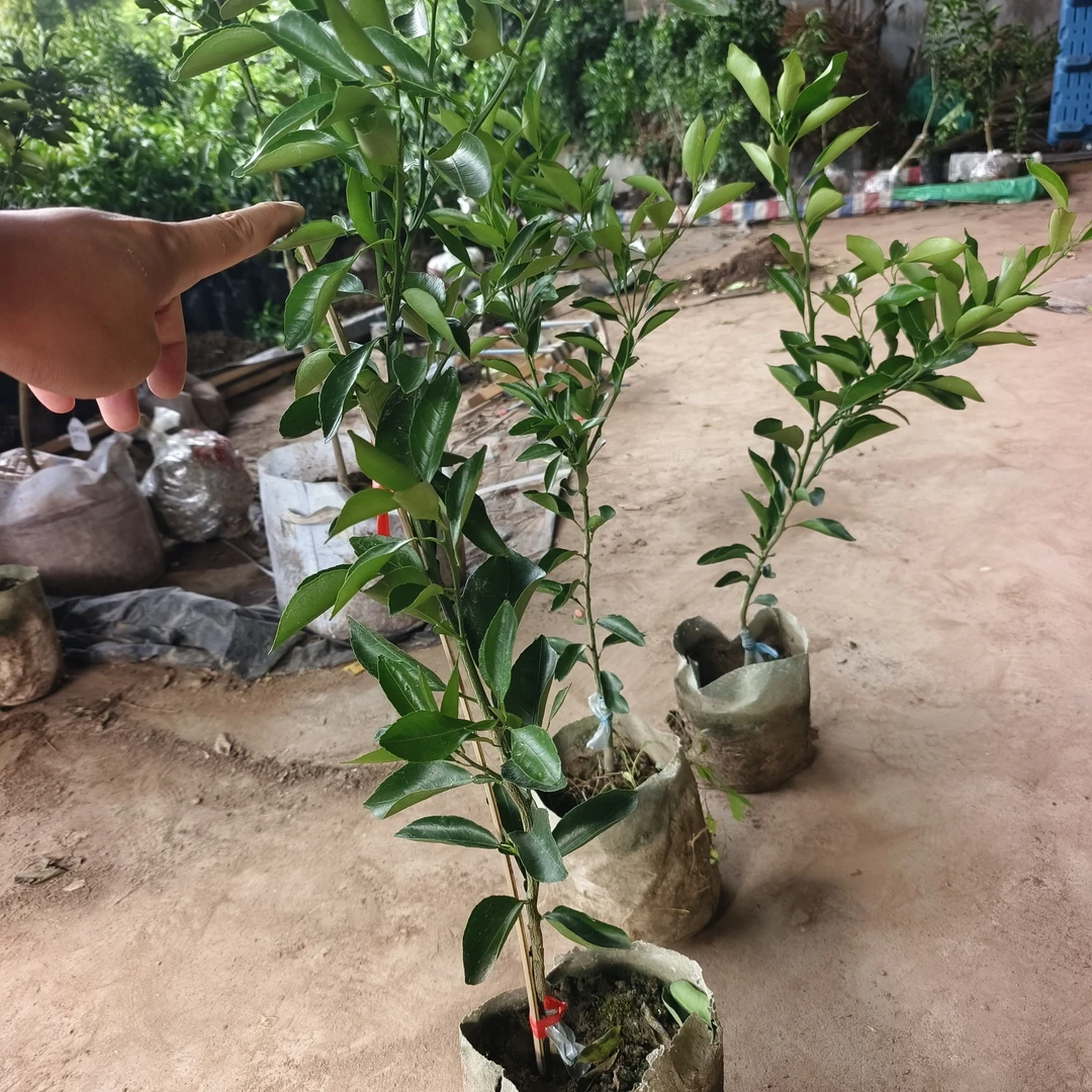 耙耙柑一年杯苗随机发货