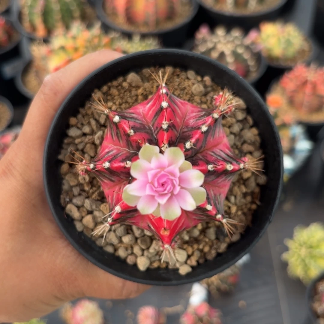 泰系米哈彩虹梦母本仙人球5000