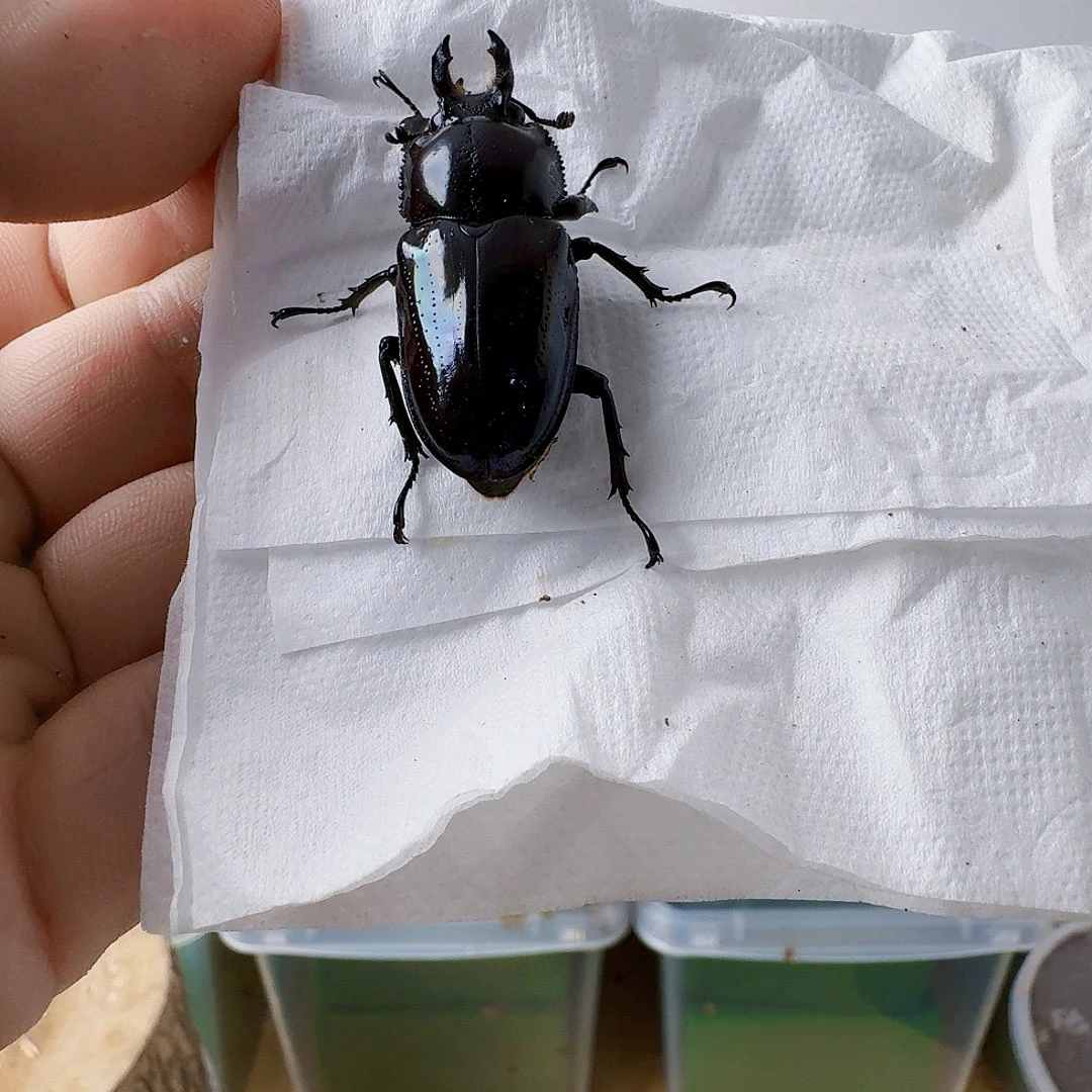 光胸紫母虫33➕、、……