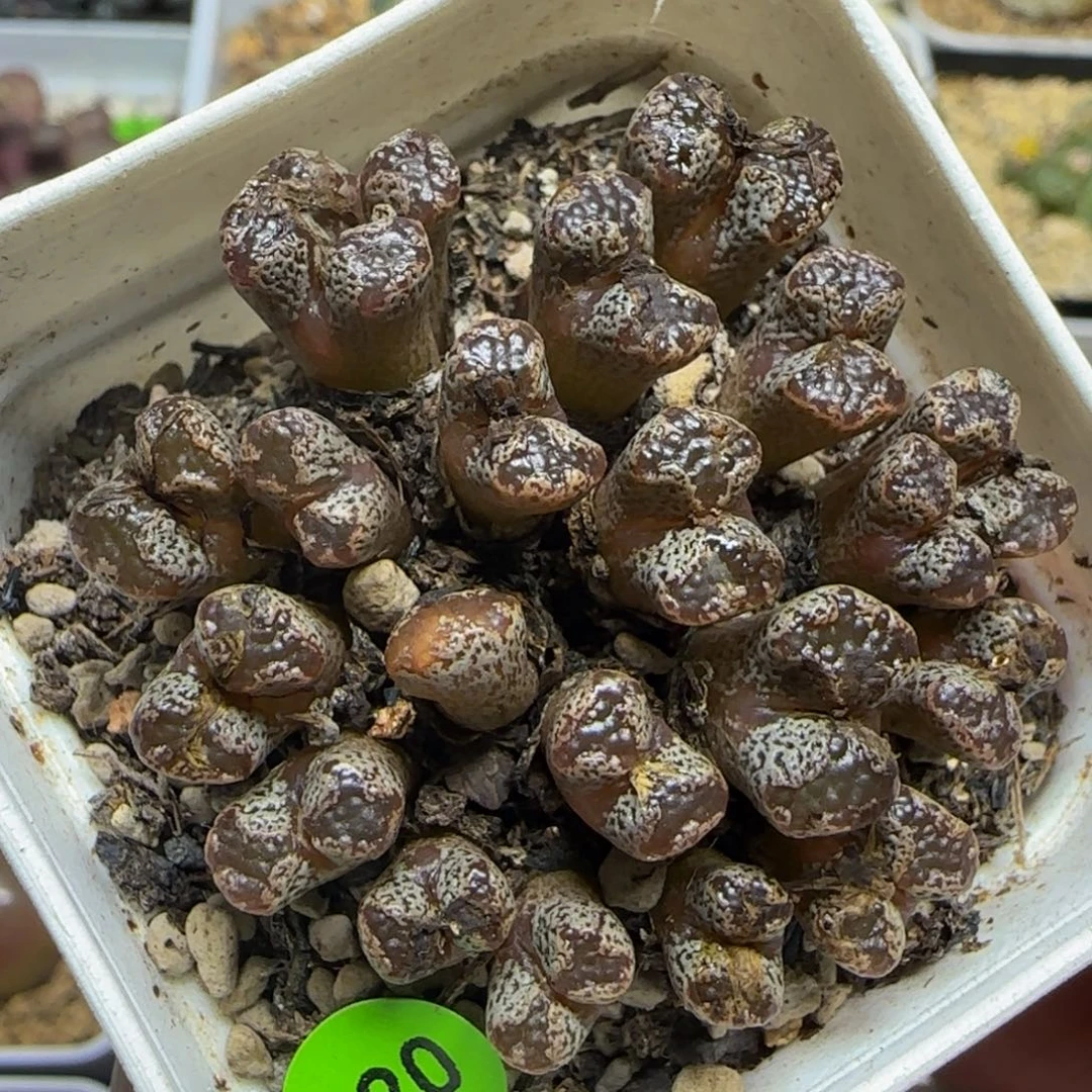 鱼子酱多肉植物620