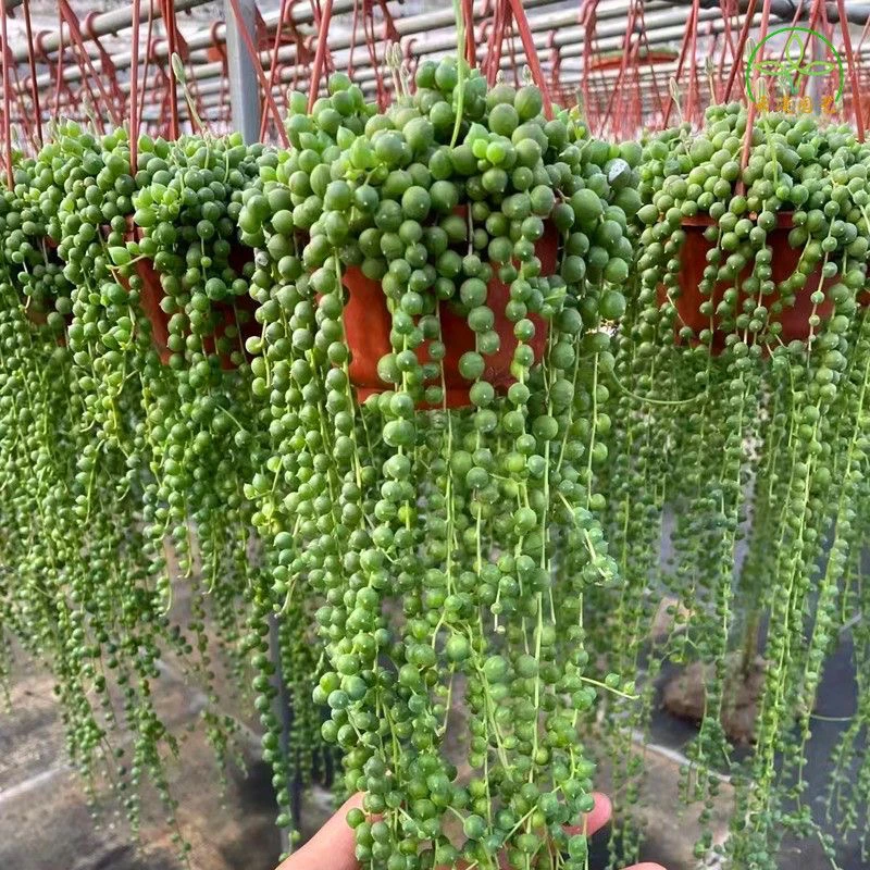 （一单包邮）佛珠 8cm 猫小姐多肉 图片仅参考