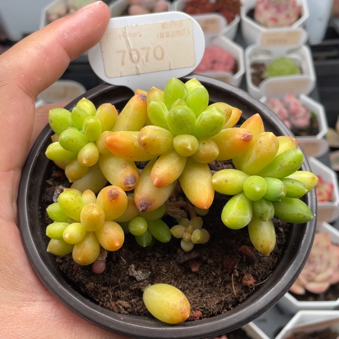 *****黄香蕉7070特10厘米