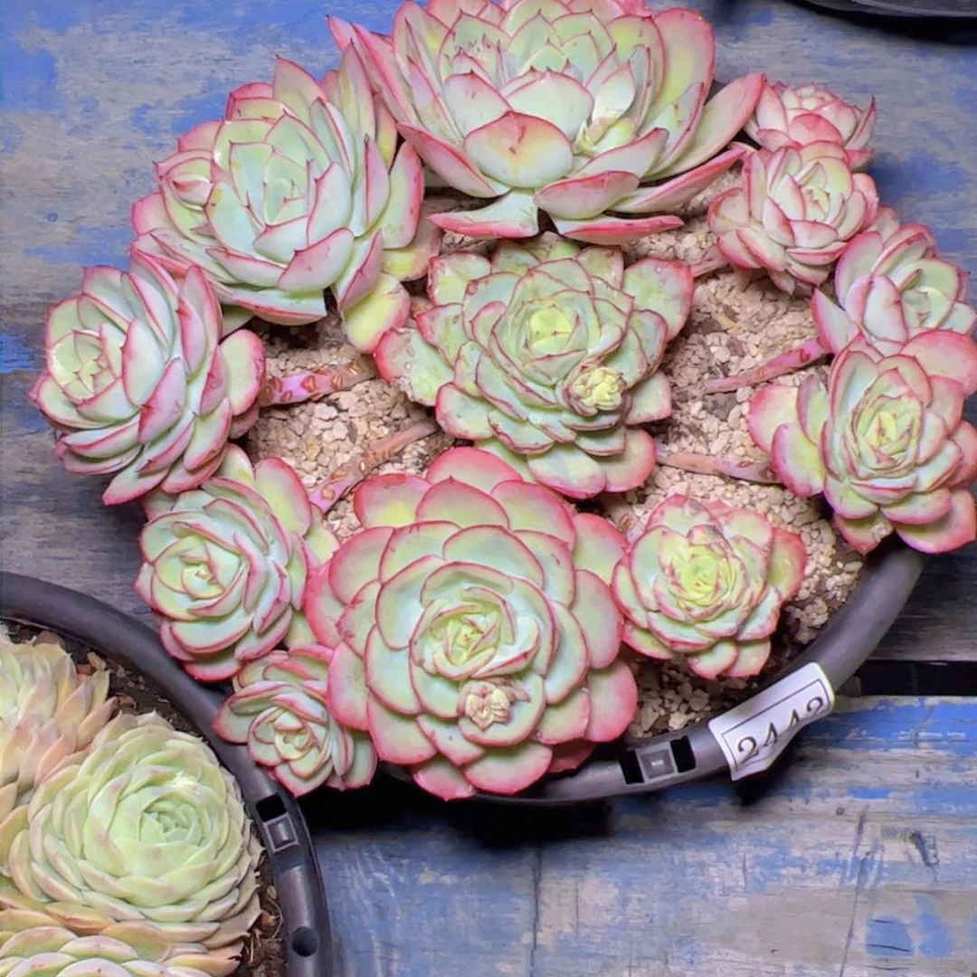 H*7牡丹亭2442多肉植物