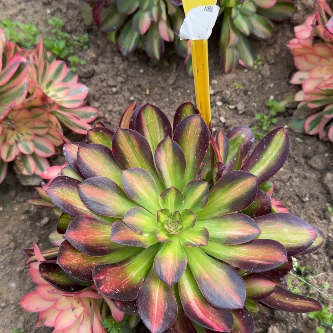 1-390-+多头多肉植物