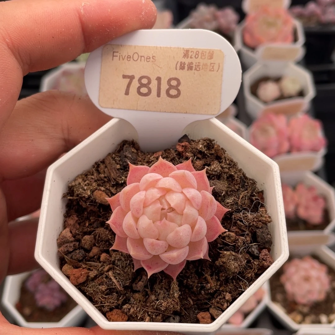 朱砂痣7818-3.5厘米