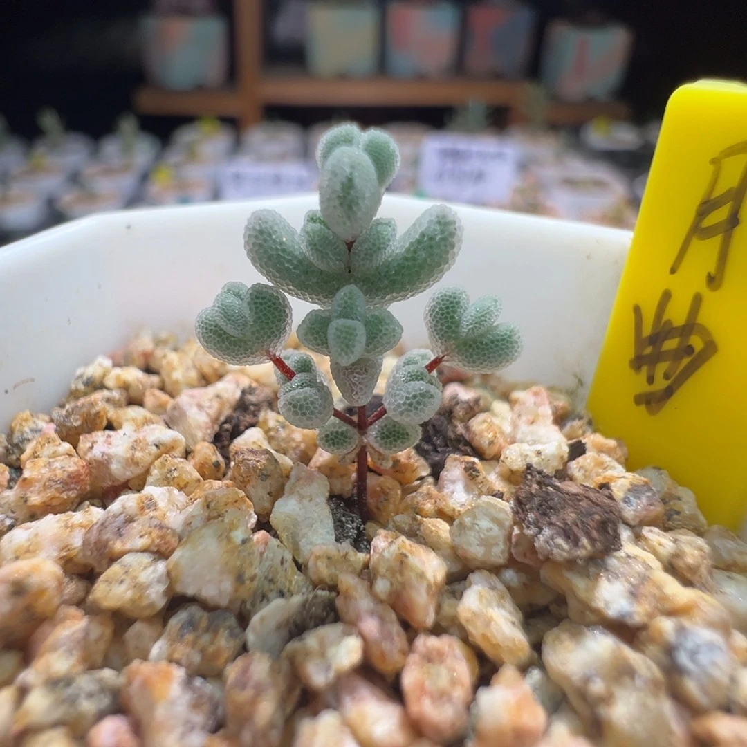 白水晶，尺寸小，425实生月曲，拍下不退不换