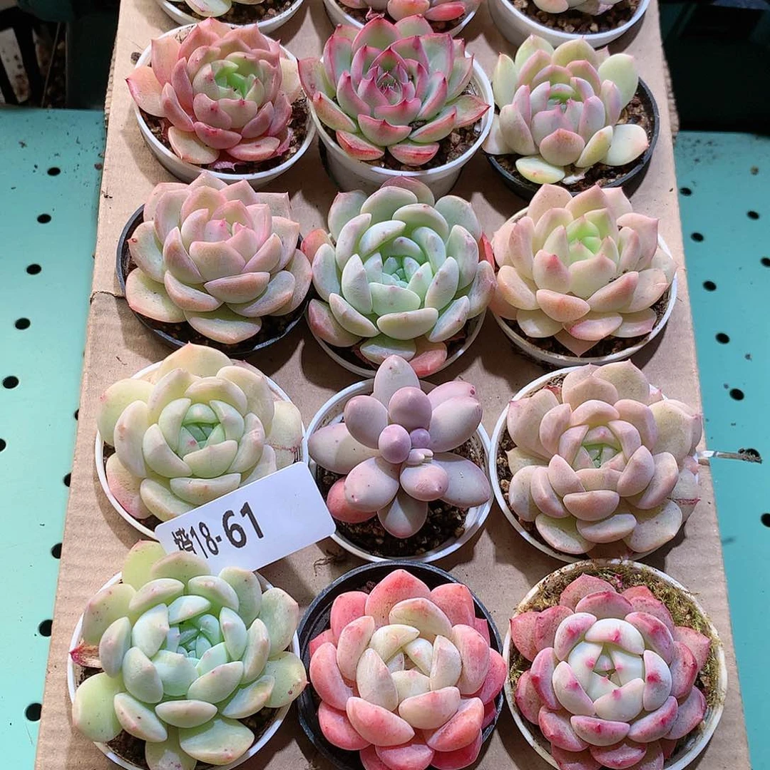 18-61一物一拍带盆18颗。