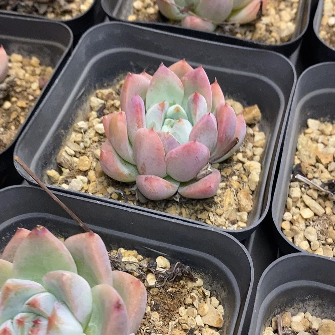 团。单头如梦令。福利多多