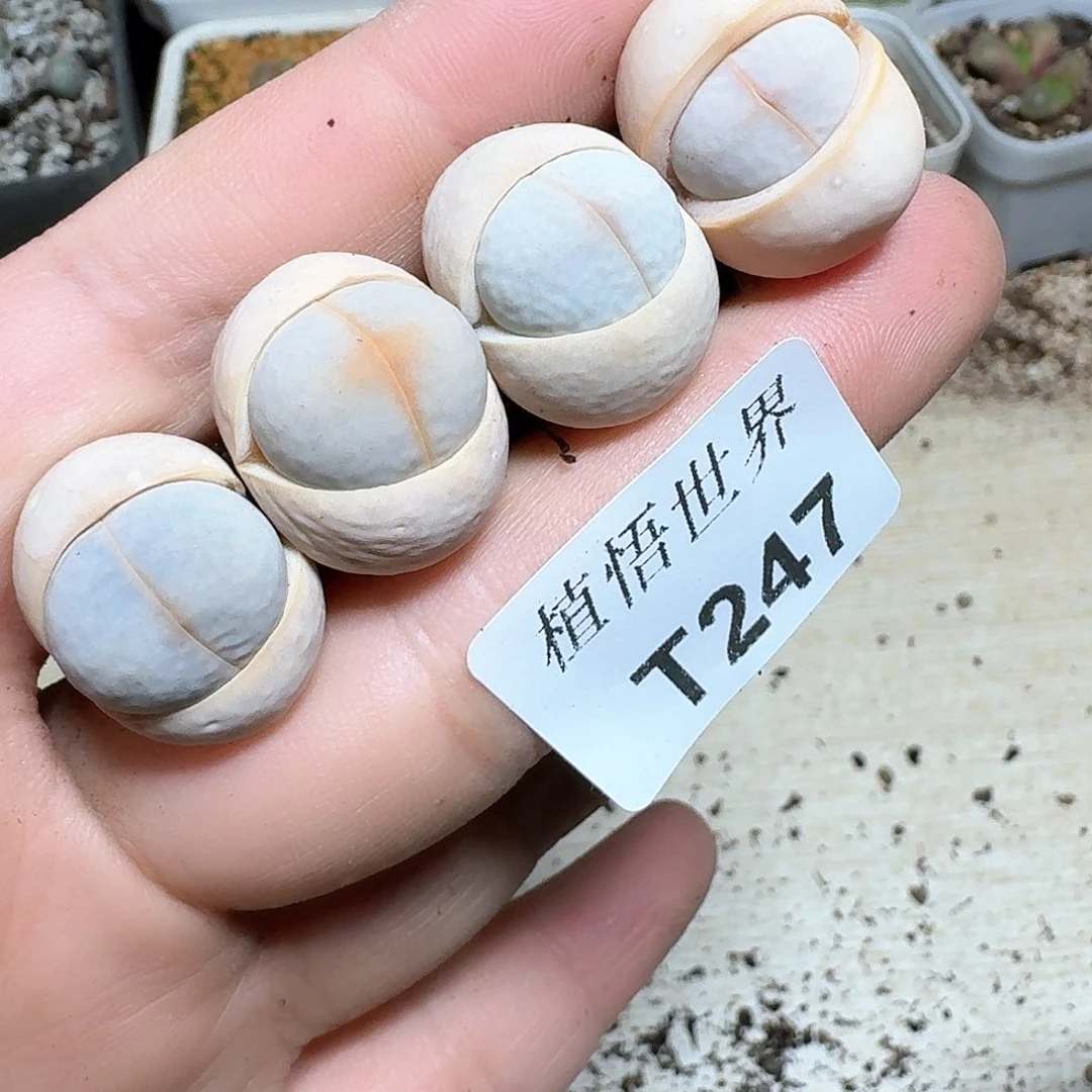 247号多肉W哇h h j