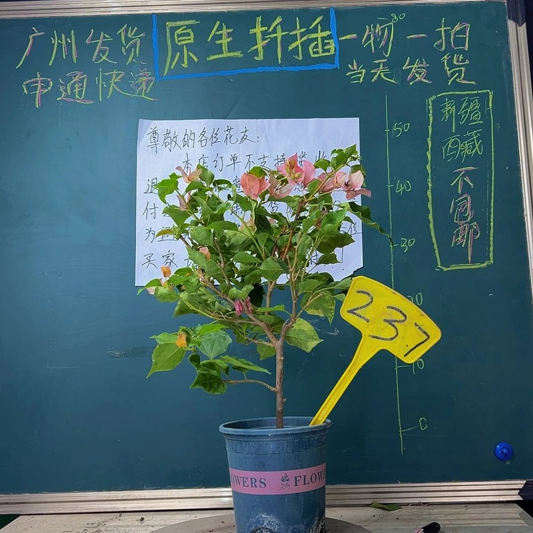 当前无花栽培后可以开花橙九月237