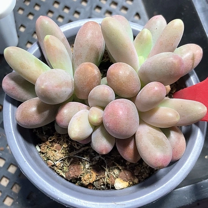 多肉植物糖果群647多肉