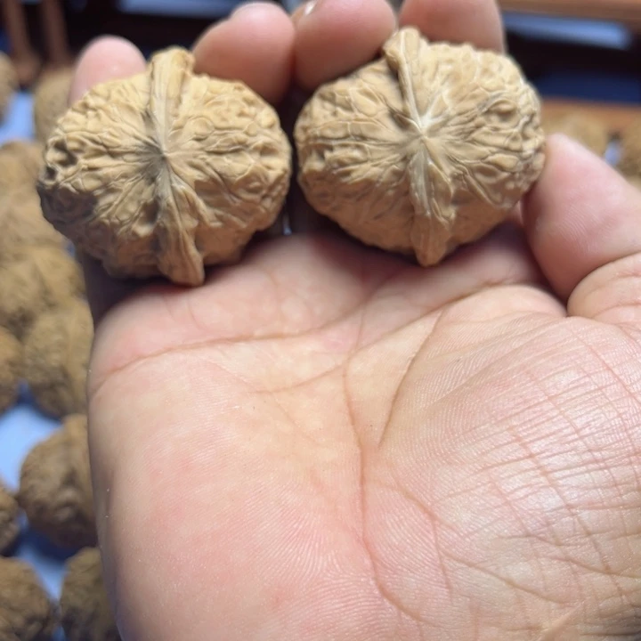 完全开放距**远南瓜核桃