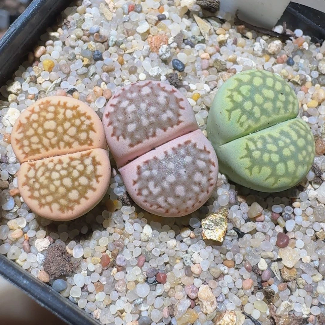 zzzzz精品生石花188