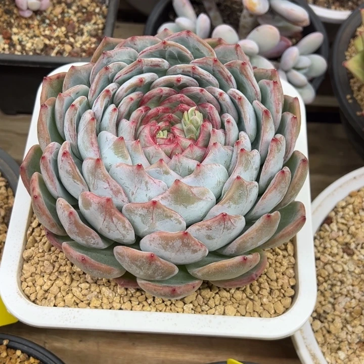 长相思 单头 夏鸣园艺