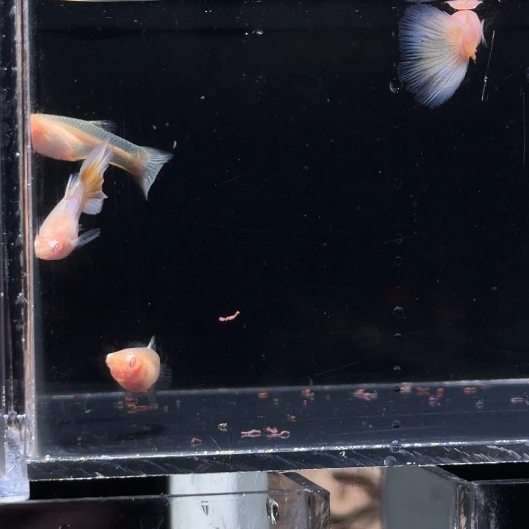 孔雀鱼极光压成两对