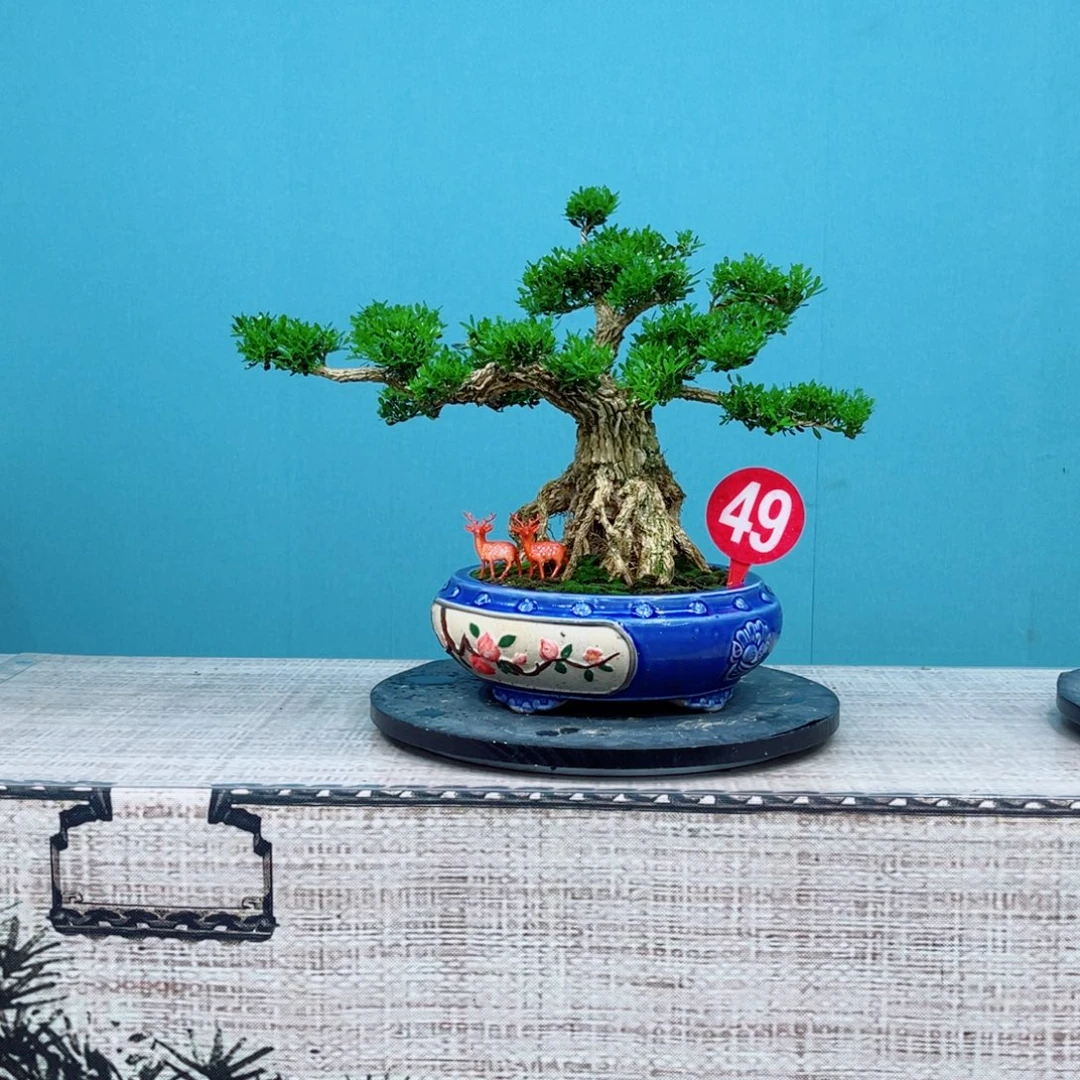 以实际为准广东雀舌黄杨盆景